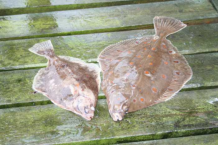 Auch Plattfischfans kommen hier auf ihre Kosten.